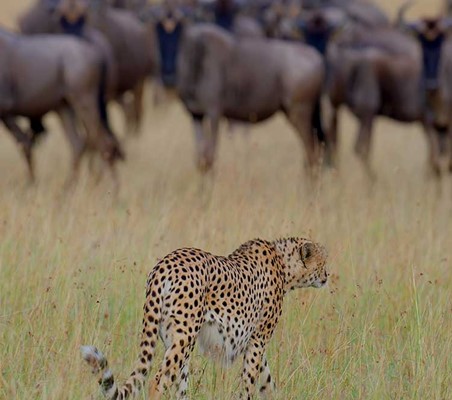Cheetah Prowling choosing Wildebeest target for hunt Serengeti safari tanzania ©bushtreksafaris