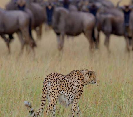 Cheetah Prowling choosing Wildebeest target for hunt Serengeti safari tanzania ©bushtreksafaris