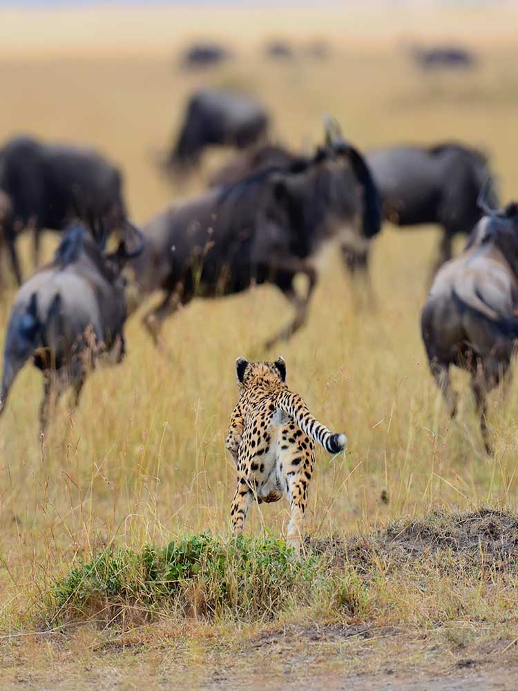 Cheetah in flight hunting Wildebeest dry grass maasai Mara photography private safari ©bushtreksafaris