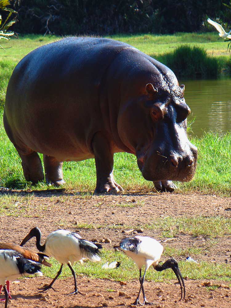Hippo with egrets in view on the banks of mara river pool Kenya safari ©bushtreksafaris