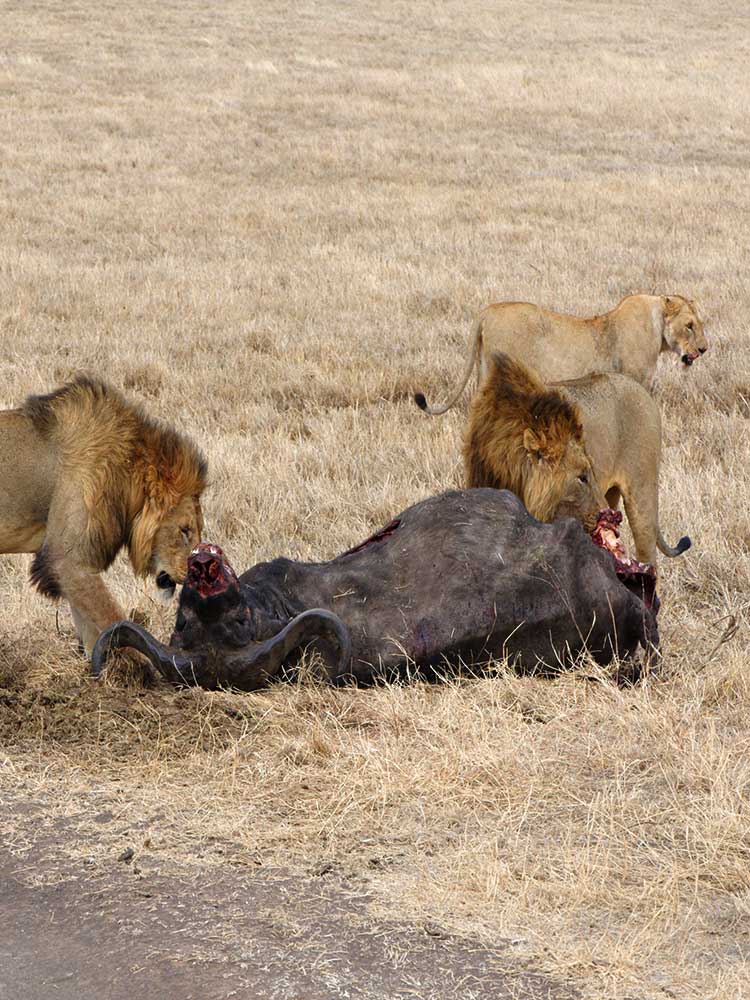 ngorongoro lions feeding on buffalo kill during the dry season in crater basin beautiful wild animals ©bushtreksafaris