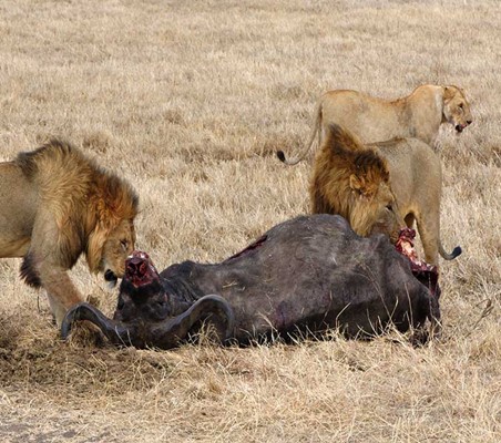 ngorongoro lions feeding on buffalo kill during the dry season in crater basin beautiful wild animals ©bushtreksafaris