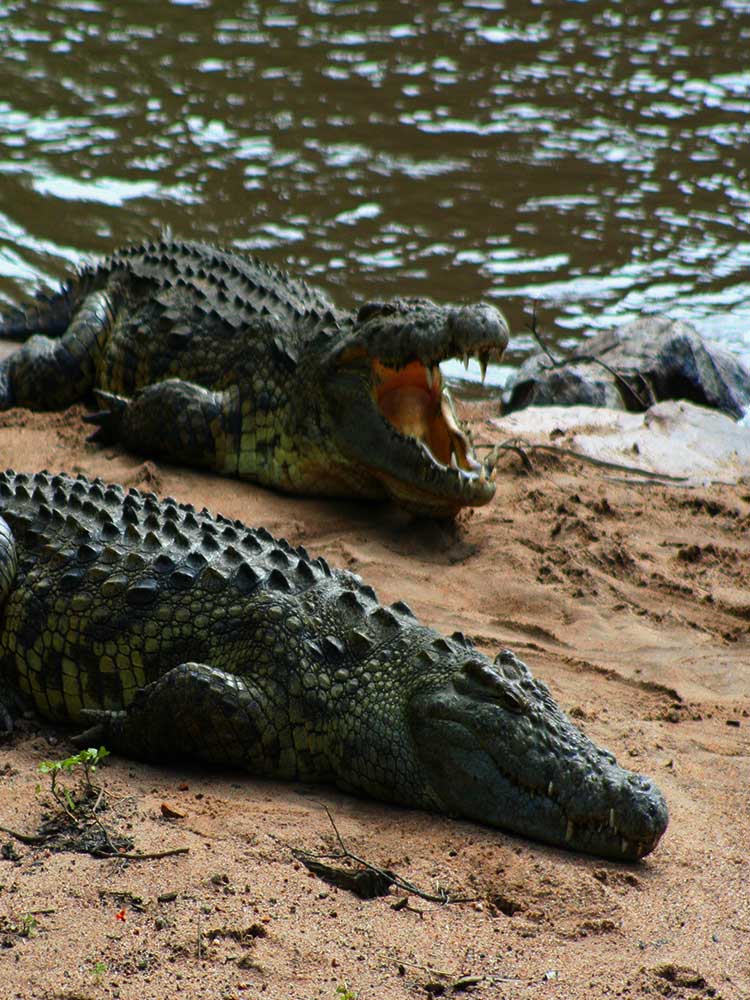 basking crocodiles on Mara River Bank Kenya migration safari ©bushtreksafaris