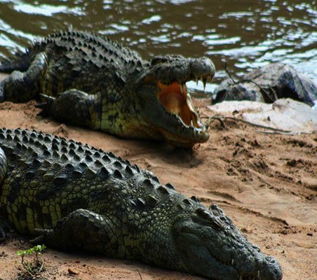 basking crocodiles on Mara River Bank Kenya migration safari ©bushtreksafaris