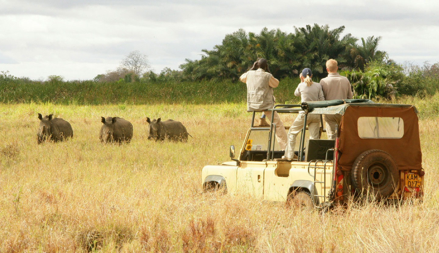 bushtreksafaris Rhino tracking Safari tourists in 4X4 come across three rhinos in the long grass