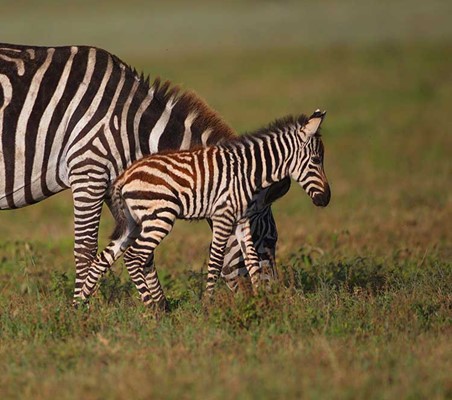 Baby Zebra Masai Mara with mother Kenya safari ©bushtreksafaris