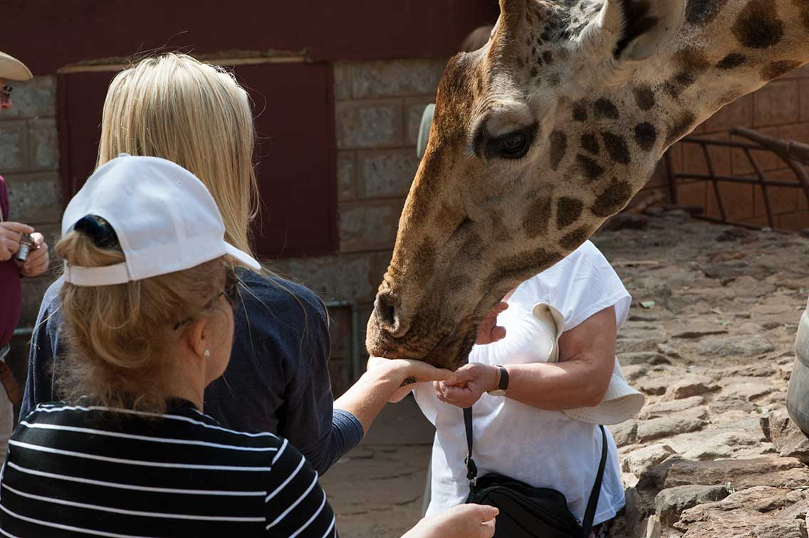 conservation safari feeding giraffes manor giraffe centre nairobi feeding by hand