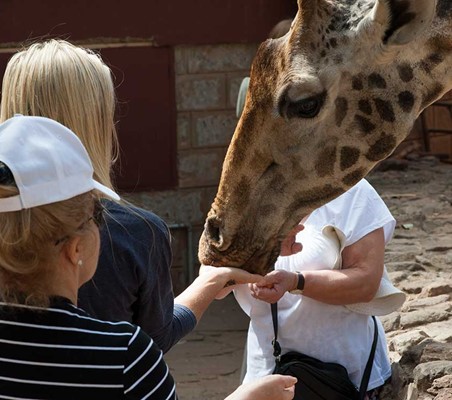 conservation safari feeding giraffes manor giraffe centre nairobi feeding by hand