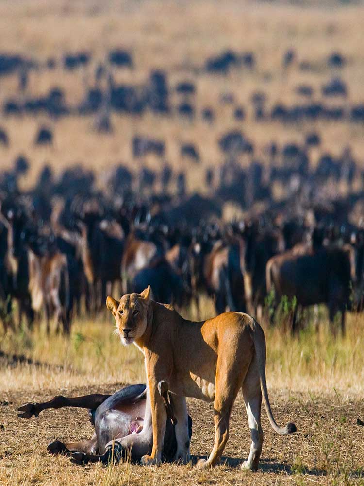 Lioness stands over a Fresh wildebeest hunt during the great migration Kenya safari ©bushtreksafaris