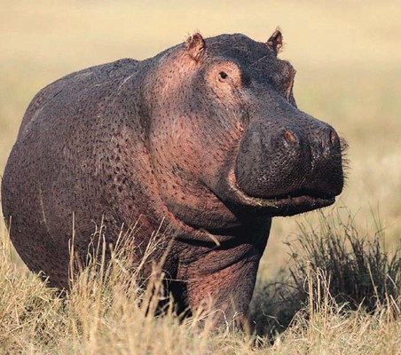 Hippopotamus on land in maasai mara Kenya dry season ®bushtreksafaris