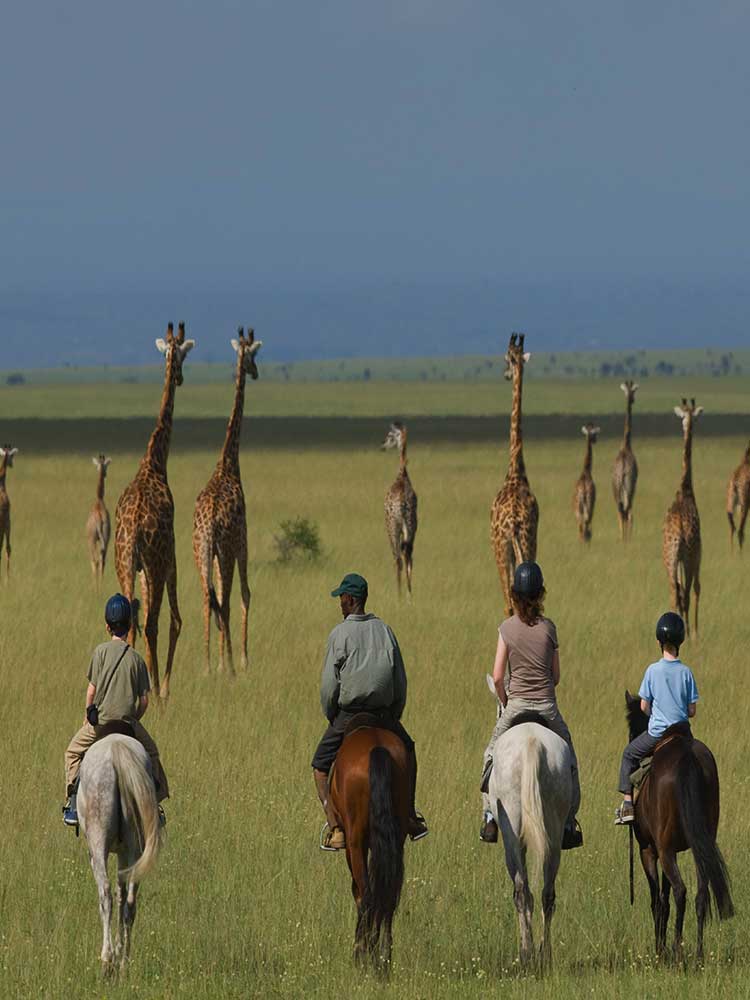 Horse Riding Safari Giraffes in close proximity beautiful sighting private safari ©bushtreksafaris