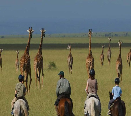 Horse Riding Safari Giraffes in close proximity beautiful sighting private safari ©bushtreksafaris