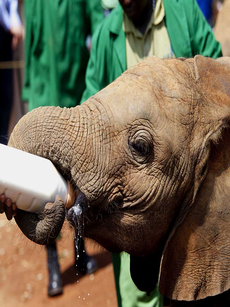 orphan elephant bottle feeding DSWT Kenya safari adopt an elephant on safari ©bushtreksafaris