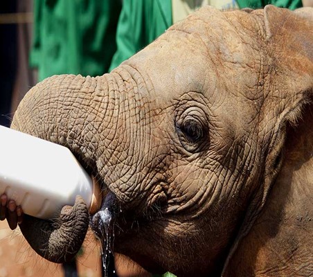 orphan elephant bottle feeding DSWT Kenya safari adopt an elephant on safari ©bushtreksafaris