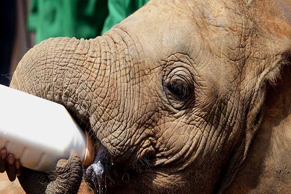 orphan elephant bottle feeding DSWT Kenya safari adopt an elephant on safari ©bushtreksafaris
