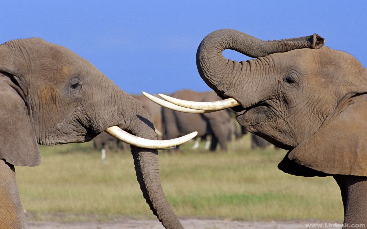 two elephants face off with tusks amboseli safari ®bushtreksafaris