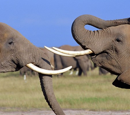 two elephants face off with tusks amboseli safari ®bushtreksafaris