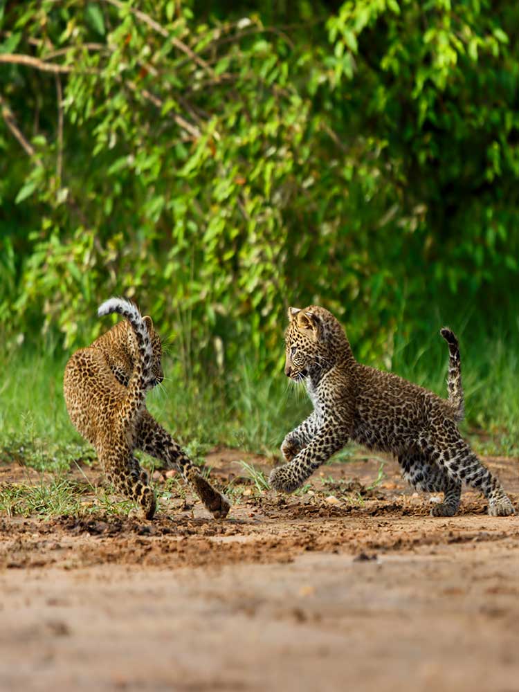 cute leopard cubs playing on the damp ground rainy season serengeti rare sighting ©bushtreksafaris