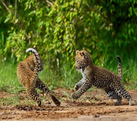 cute leopard cubs playing on the damp ground rainy season serengeti rare sighting ©bushtreksafaris