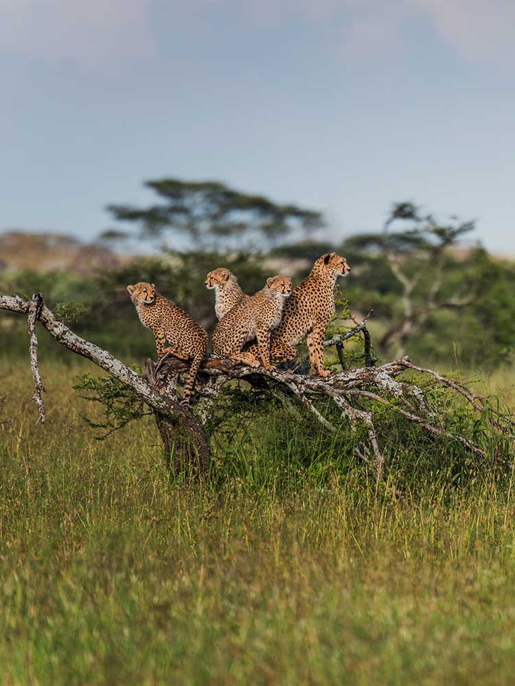 beautiful rare sighting of four cheetahs sitting on felled tree overlooking grasslands serengeti safari ©bushtreksafaris