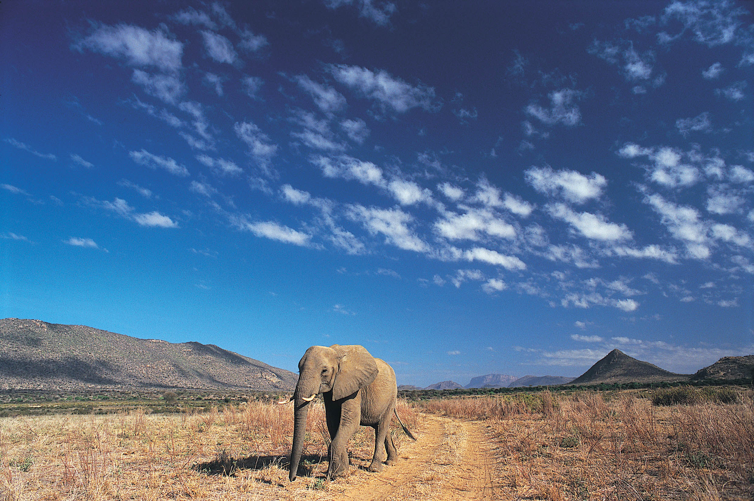 Elephant photo in Samburu on a Kenya photography safari ©bushtreksafaris