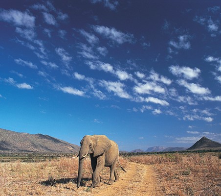 Elephant photo in Samburu on a Kenya photography safari ©bushtreksafaris