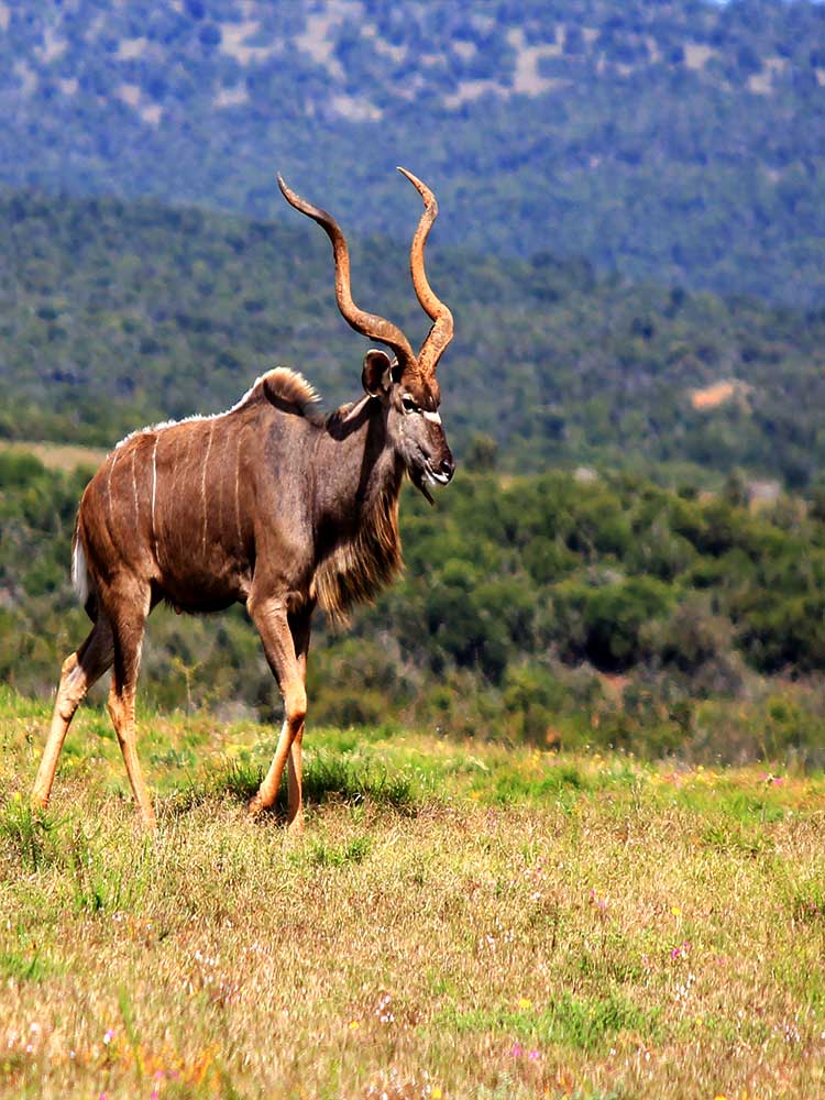 Kudu sighting in Laikipia private luxury safari game drive ©bushtreksafaris