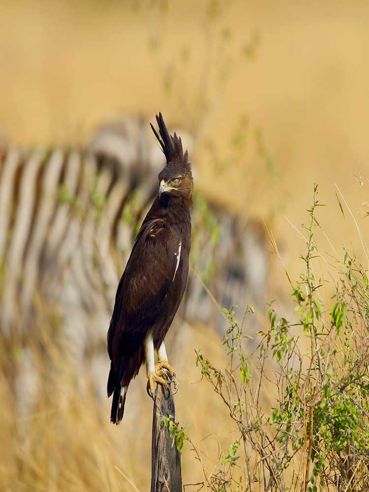 Long Crested Eagle sighted on bird safari in Tarangire Tanzania safari ©bushtreksafaris