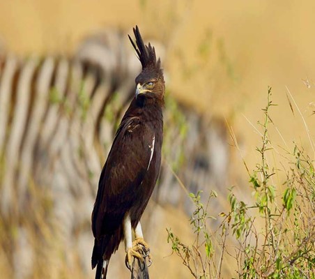 Long Crested Eagle sighted on bird safari in Tarangire Tanzania safari ©bushtreksafaris