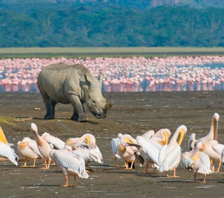 ®bushtreksafaris rhino walking shores of lake nakuru with pelicans foreground and flamingos background