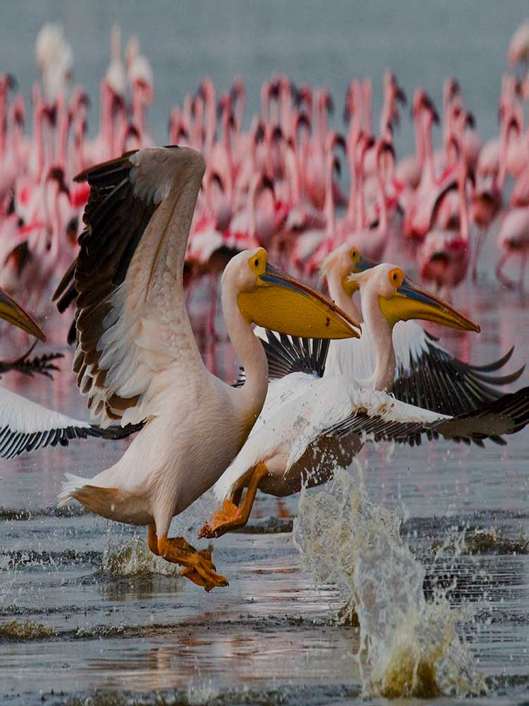 Pelicans taking off the lake surface with Flamingos in view on lake Elementaita private safari ©bushtreksafaris