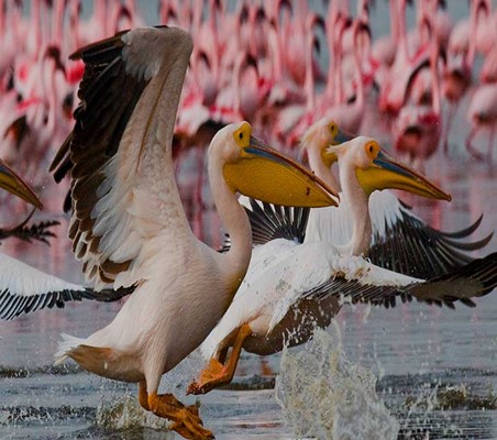 Pelicans taking off the lake surface with Flamingos in view on lake Elementaita private safari ©bushtreksafaris