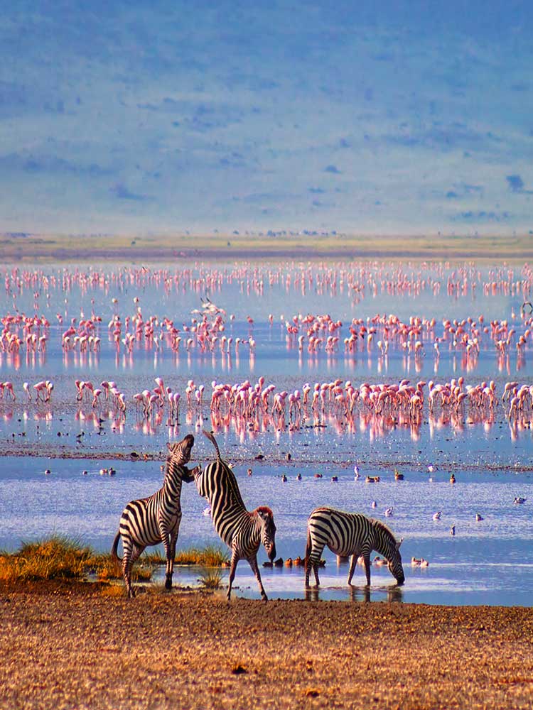 funny amazing photo of Zebra Kicking with hind legs and Flamingos on lake nakuru Kenya safari ©bushtreksafaris