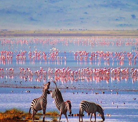 funny amazing photo of Zebra Kicking with hind legs and Flamingos on lake nakuru Kenya safari ©bushtreksafaris