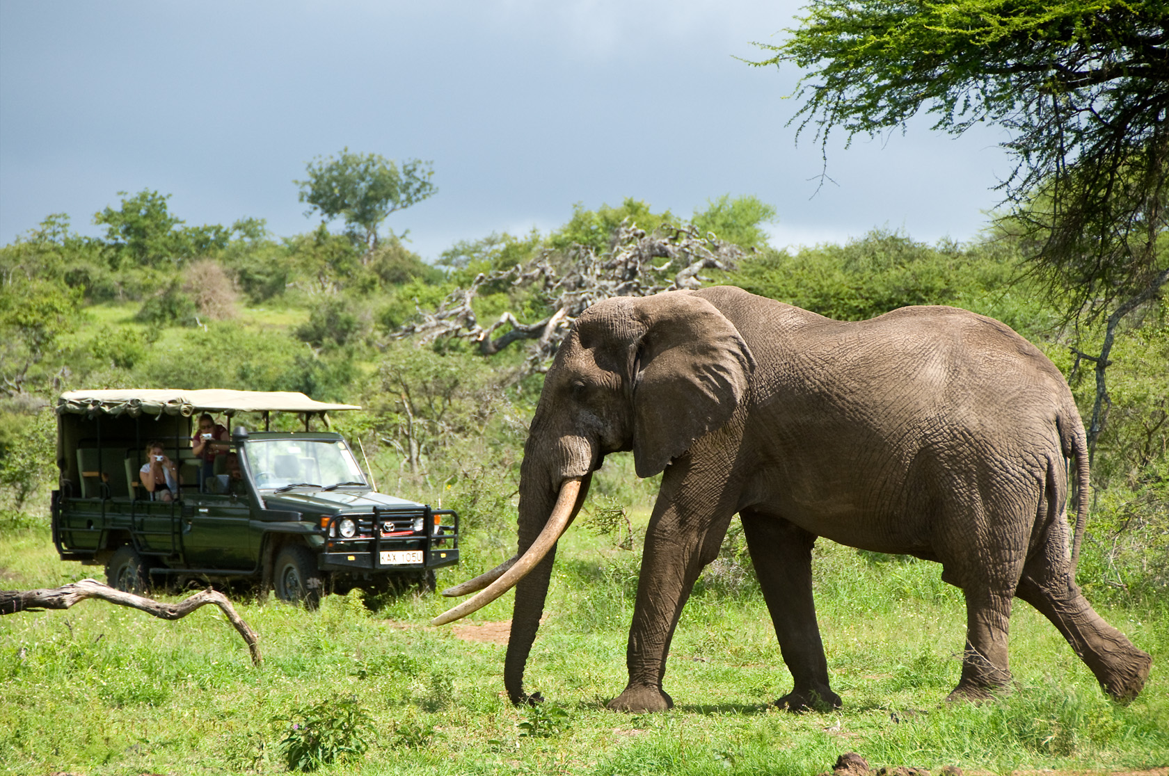 Elephant spotted on Safari rainy season Maasai-mara toyota landcruiser