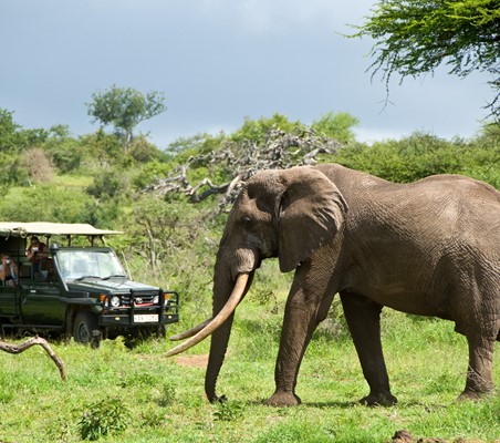 Elephant spotted on Safari rainy season Maasai-mara toyota landcruiser