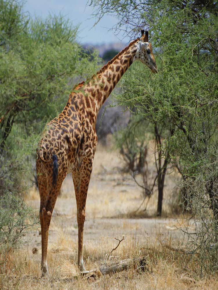 Giraffe seen in the bushes Tsavo Kenya safari ©bushtreksafaris