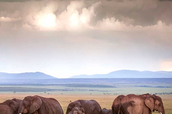 Elephants rolling in the mud in the rain Maasai Mara north conservancy Kenya private safari ©bushtreksafaris