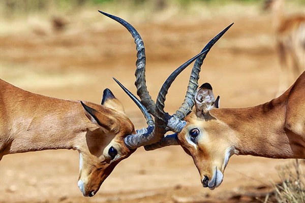 Impala Locking Horns Kenya private safari ©bushtreksafaris photography