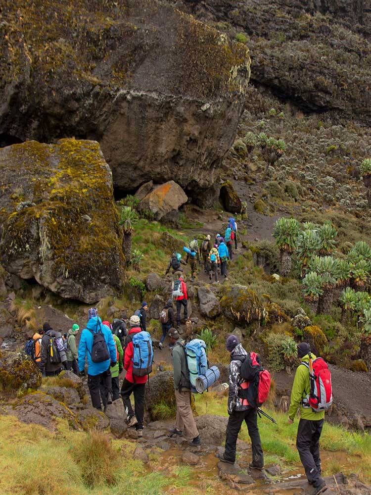 Mt Kilimanjaro Machame Route coca cola route climb Mt kili with ©bushtreksafaris
