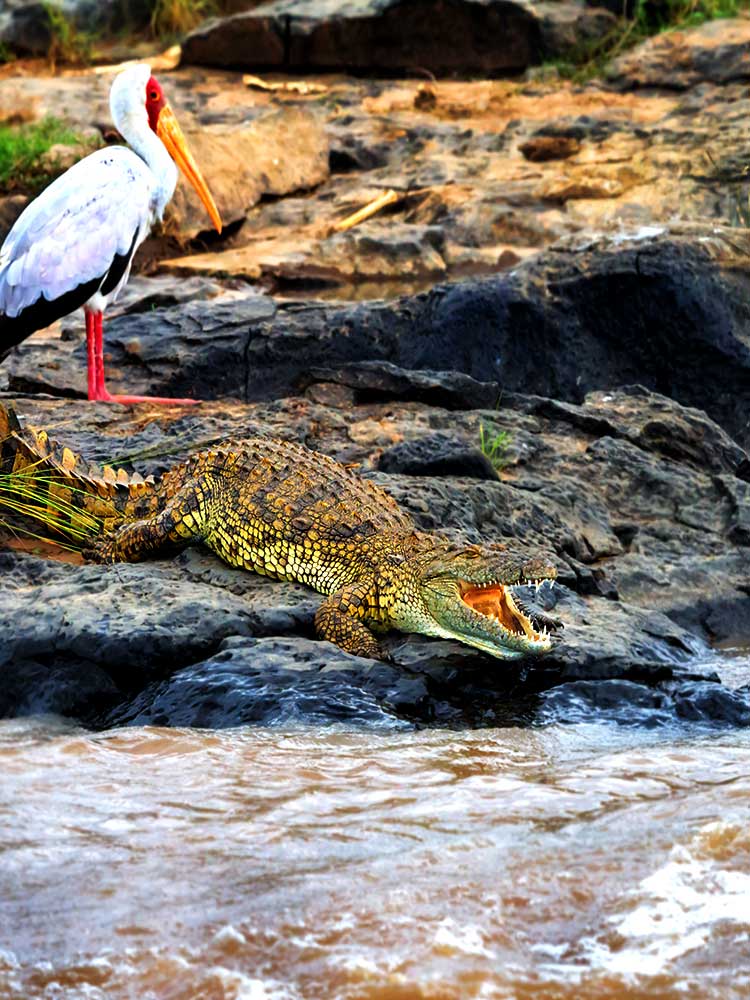 stalk & Crocodile basking on Rock River bank masai mara conservancy safari ©bushtreksafaris