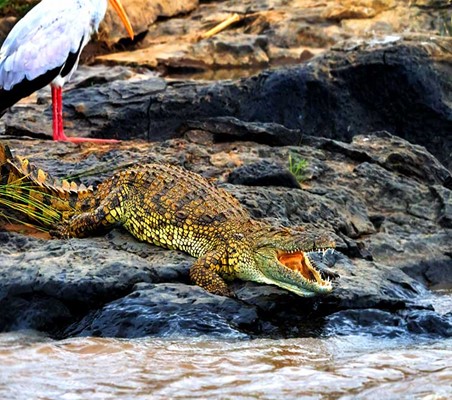 stalk & Crocodile basking on Rock River bank masai mara conservancy safari ©bushtreksafaris