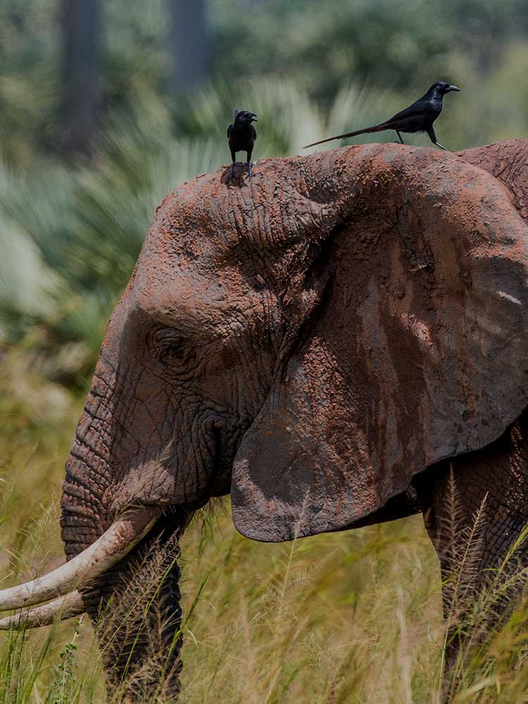 Black Birds sit on Elephants head Murchinson Falls photography safari to Africa ©bushtreksafaris