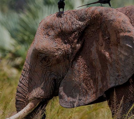 Black Birds sit on Elephants head Murchinson Falls photography safari to Africa ©bushtreksafaris