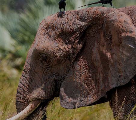 Black Birds sit on Elephants head Murchinson Falls photography safari to Africa ©bushtreksafaris