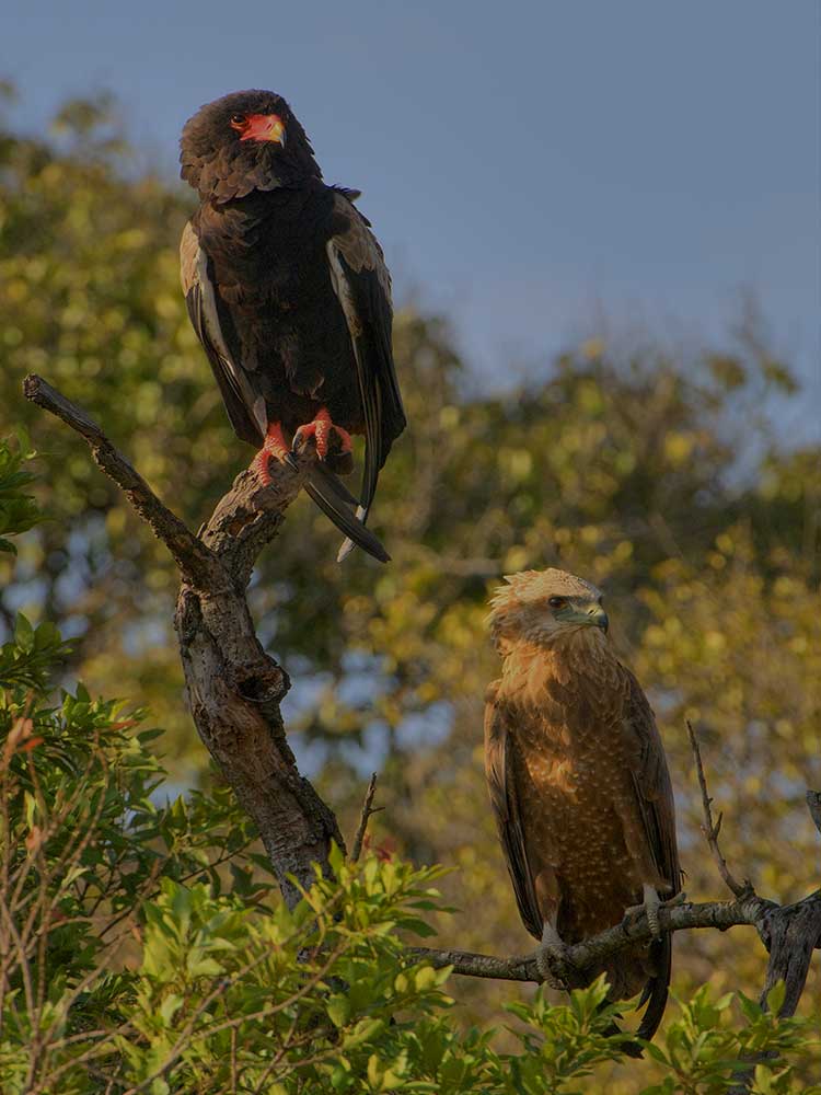 pair Bateleur Eagles spotted at Bateleur camp kichwa tembo conservancy Kenya ©bushtreksafaris