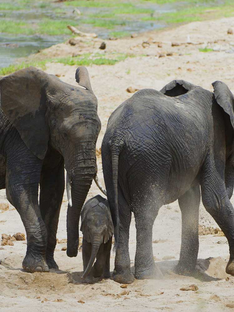 cute baby elephant with parents on river bank sand playing Kenya safari ©bushtreksafaris