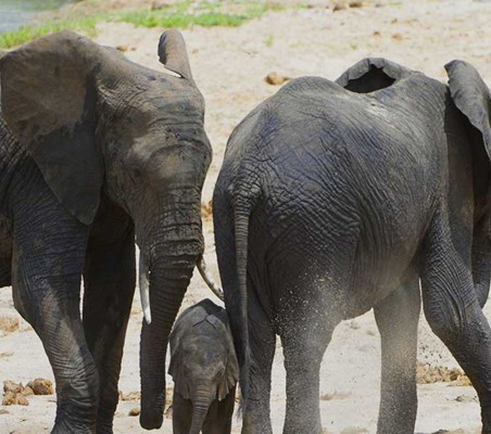 cute baby elephant with parents on river bank sand playing Kenya safari ©bushtreksafaris