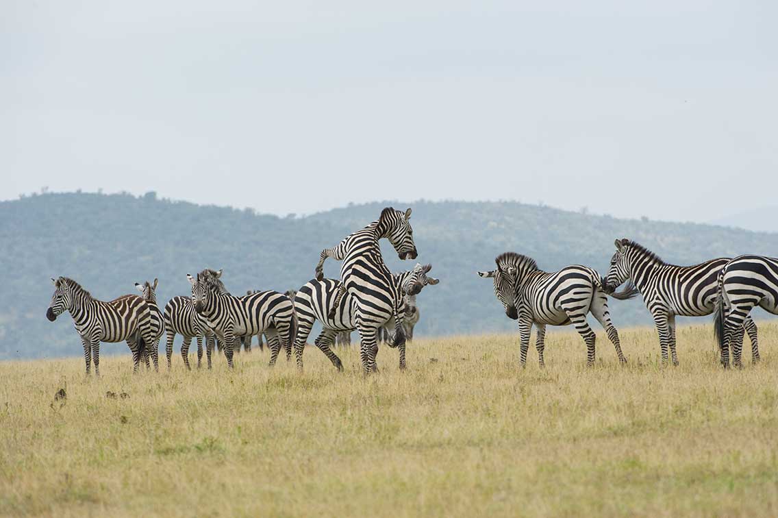 zebras sparing maasai mara plains safari kenya dry season #2 ®bushtreksafaris