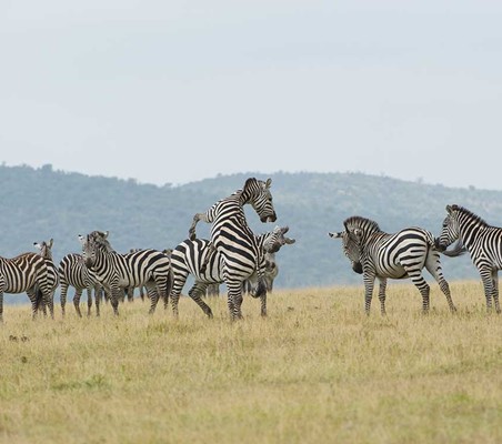zebras sparing maasai mara plains safari kenya dry season #2 ®bushtreksafaris